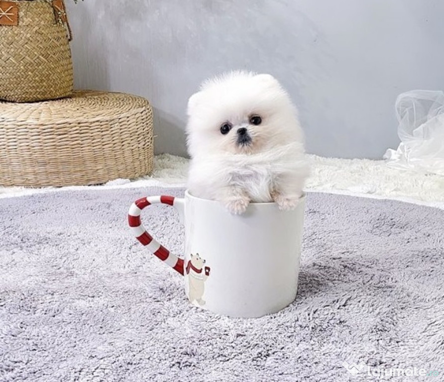 Pomeranian mini puppy boo