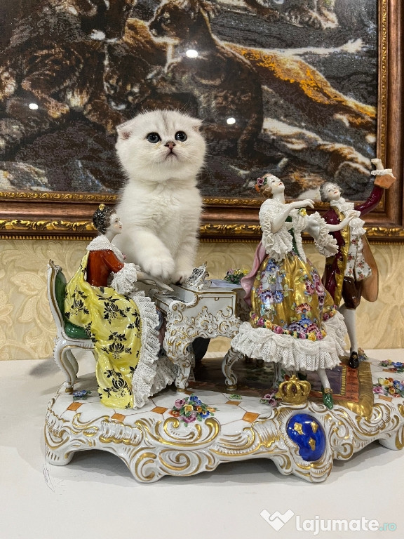 Scottish fold băieței și fetițe