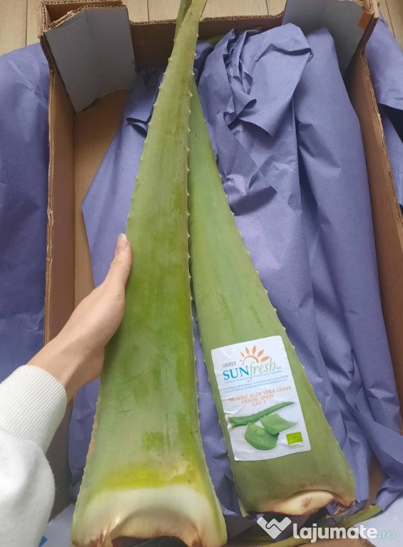 Frunze Aloe Vera