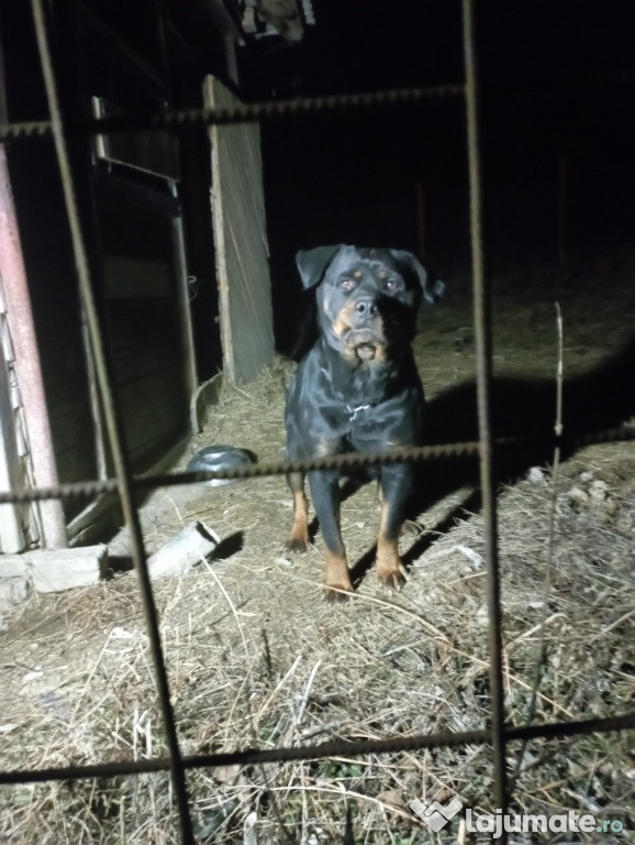 Vând femela Rottweiler, 2 ani cu Pedigree microcip și carnet de sănăta