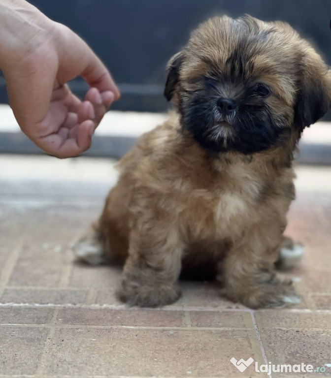 Bichon Havanez/Havanese