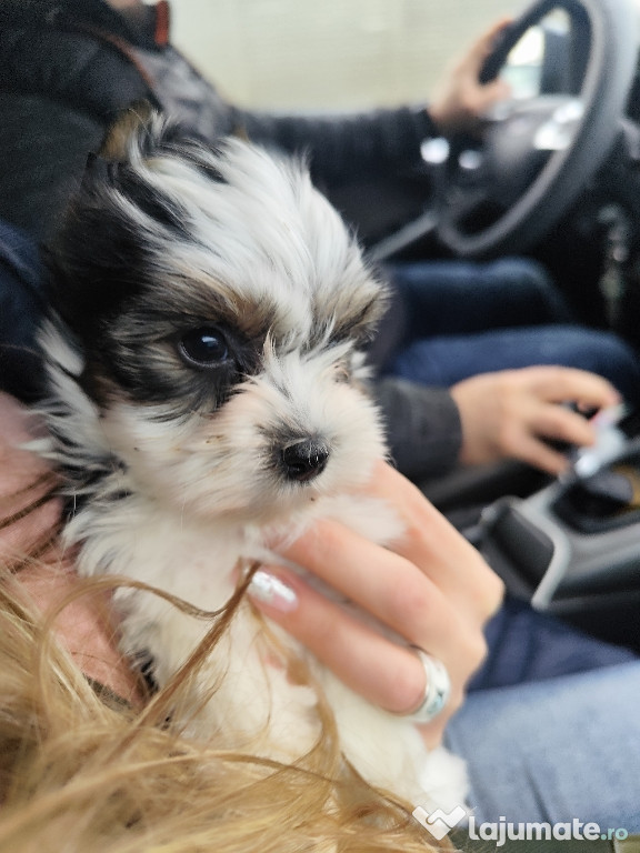 Yorkshire terrier mini