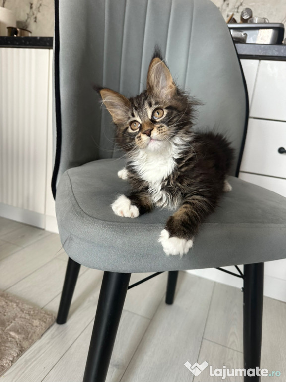 Maine coon băieței și fetițe superbi