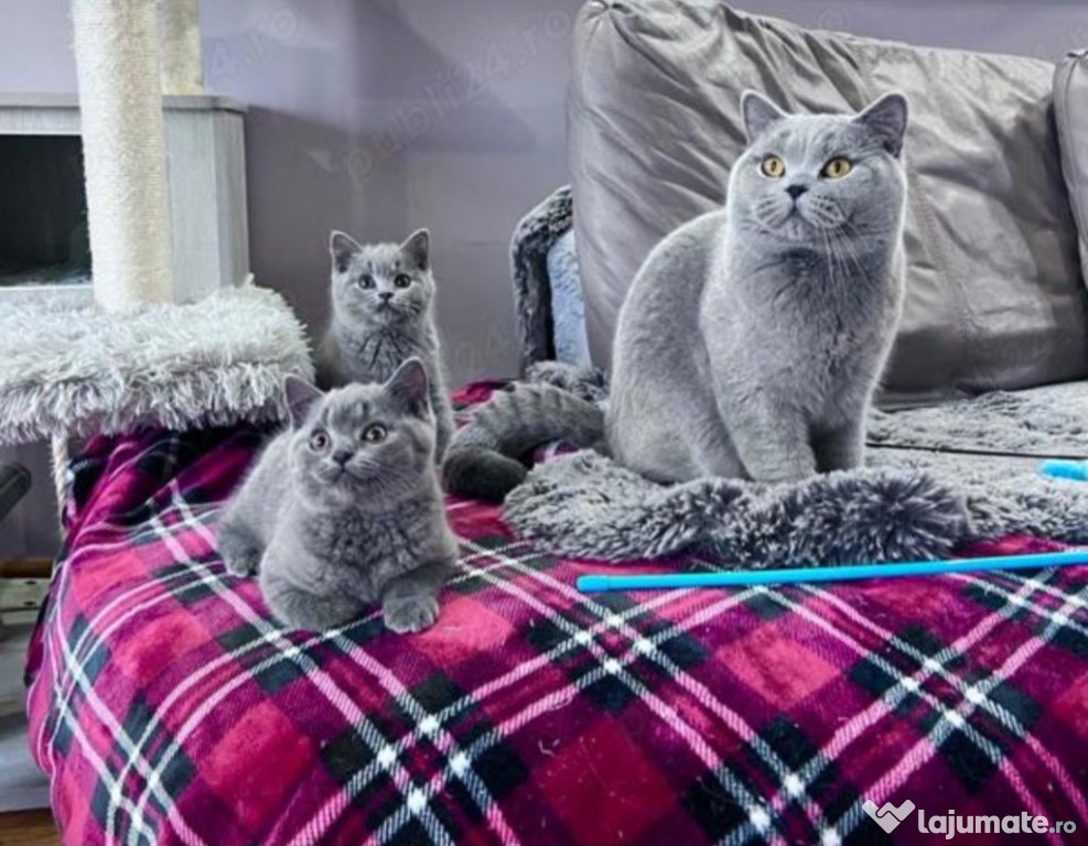 British Shorthair Blue