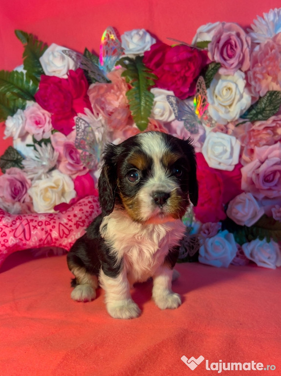 Cavalier king charles