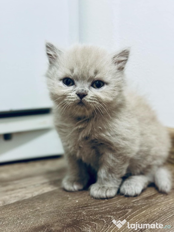 British longhair Fawn