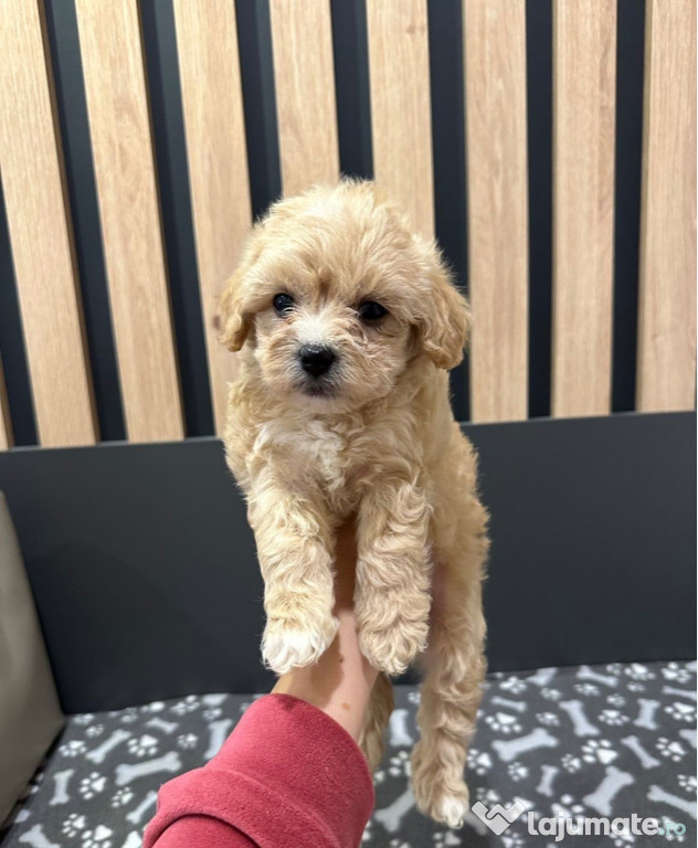 Maltipoo fetițe și băieței