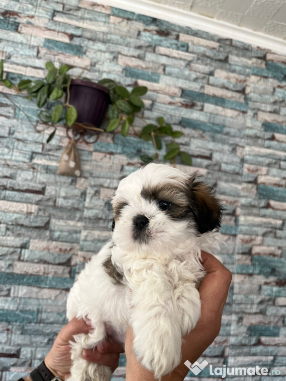 Pui Shih tzu în vârstă de 7 săptămâni