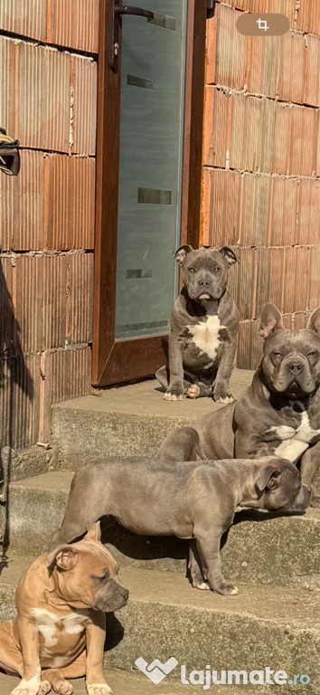 3 fetițe american bully