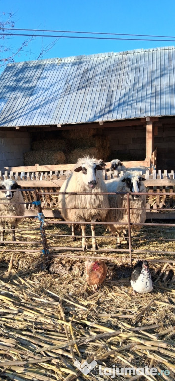 Vând oi sterpe cu 600 lei per bucata