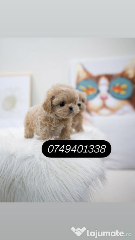 Maltipoo 320 de grame Mini Toy + Pedigree