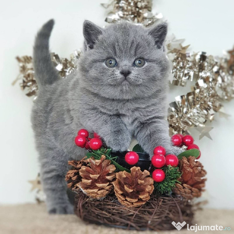 British shorthair pui superbi