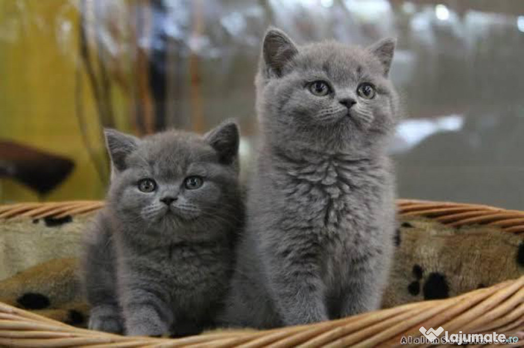 British shorthair motănei și pisicuțe