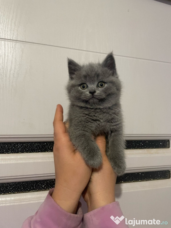 British shorthair baietei si fetite