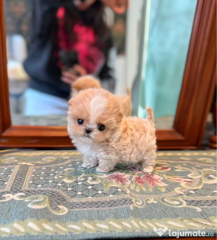 Maltipoo exemplare in miniatura ! Top Quality puppy