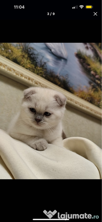 Scottish fold puiuți superbi