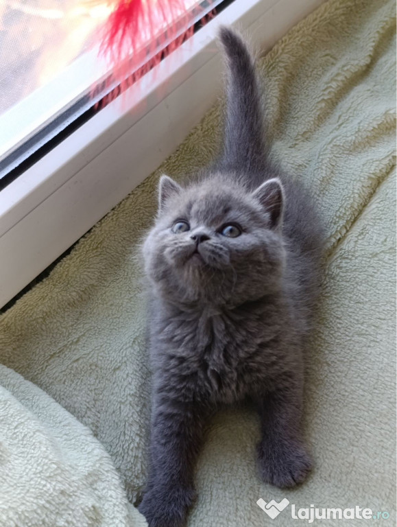 British shorthair