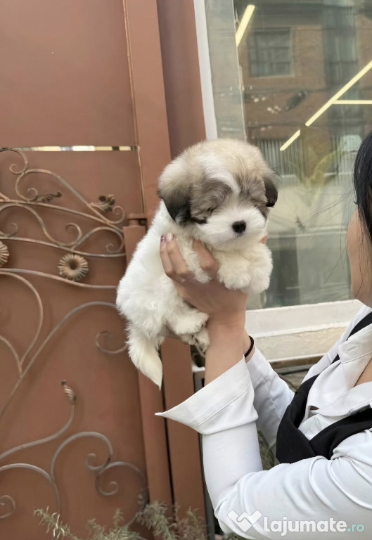 Bichon Havanese/havanez