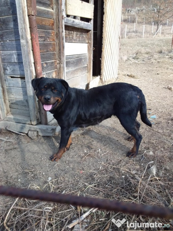 Vând femela Rottweiler 2 ani cu Pedigree