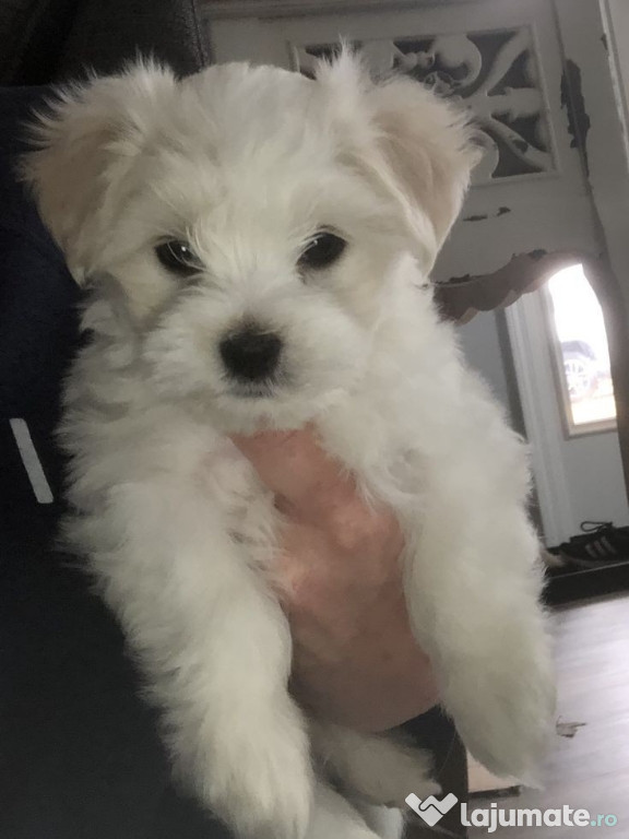 Bichon maltez mini toy