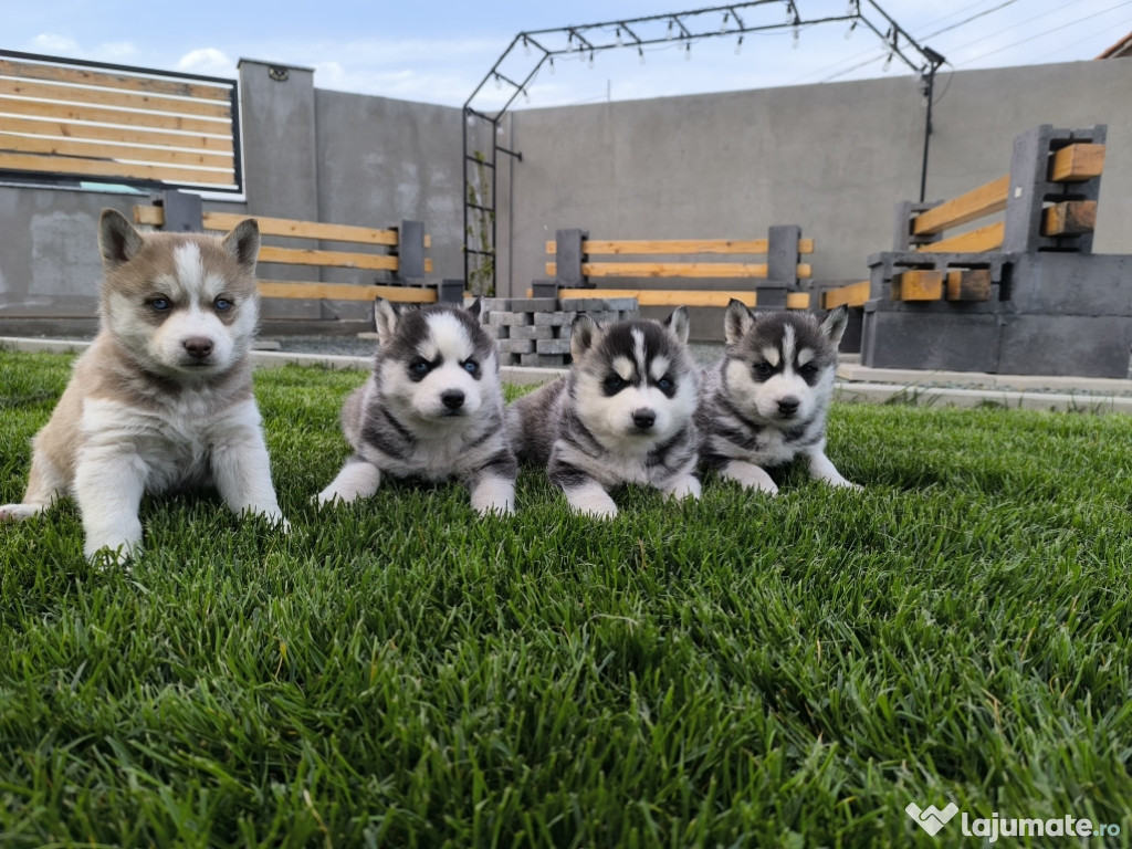 Pui husky siberian