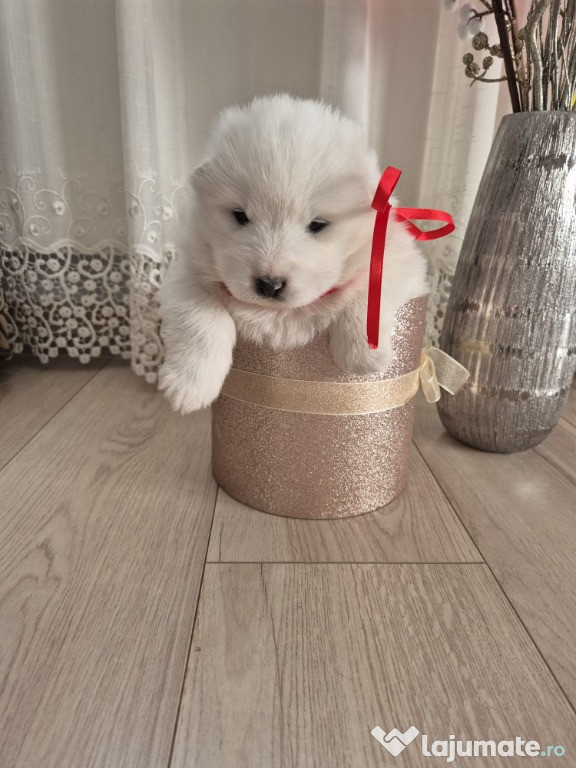 Catei Samoyed. Fetițe si baieti