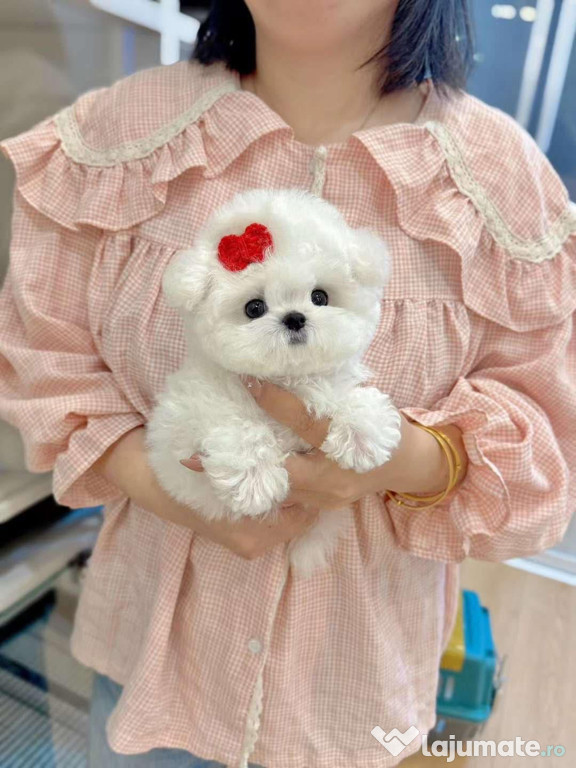 Bichon maltez mini toy Transport în România