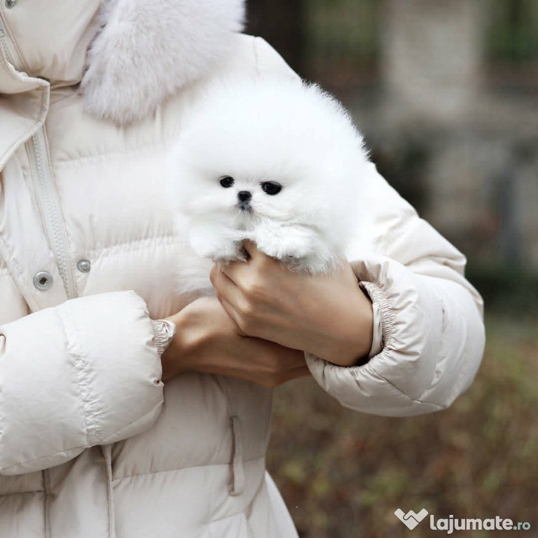 Pomeranian mini reacup original