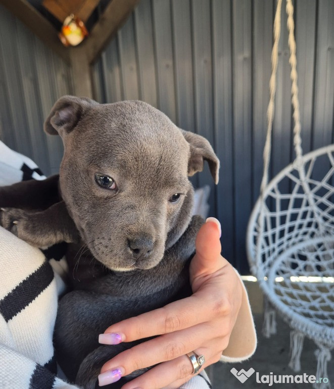 Deosebit Femela Staffordshire bull terrier