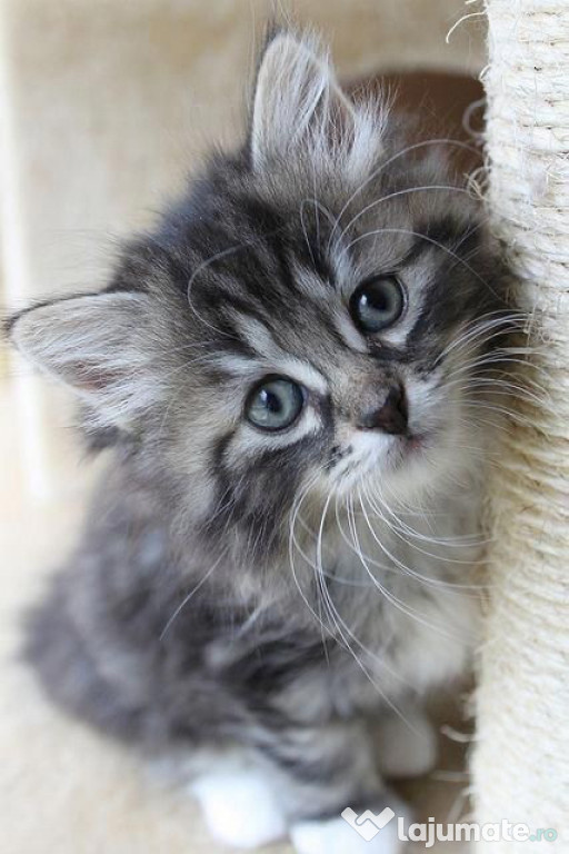 Maine Coon puiuți