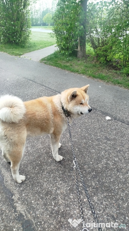 Akita Inu american