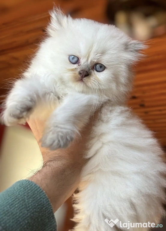 British LongHair BluePoint superb
