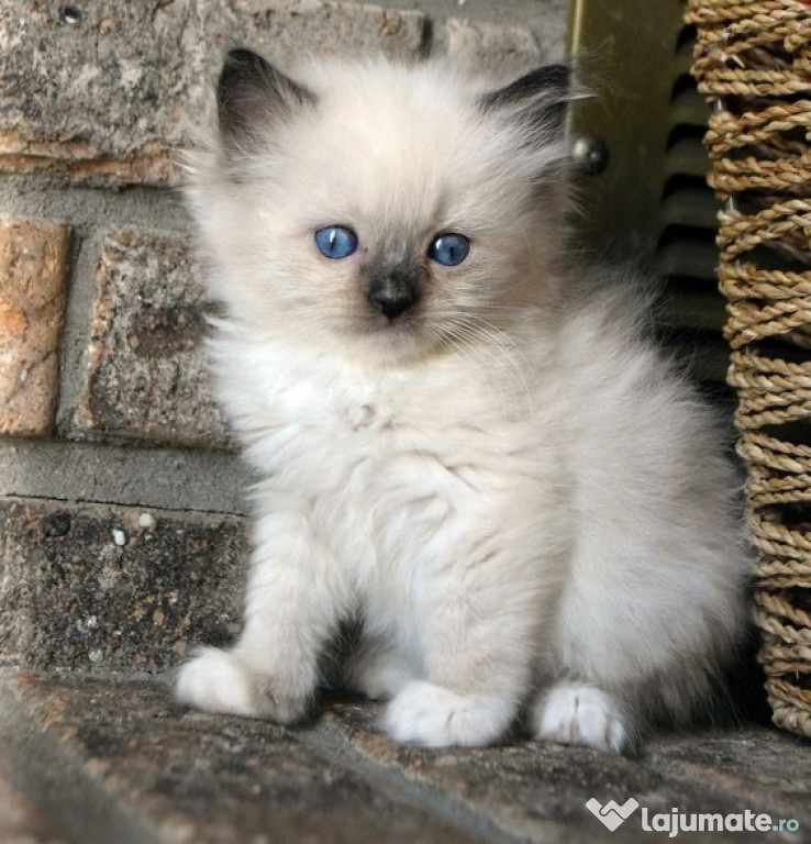 Ragdoll fetite si băieței