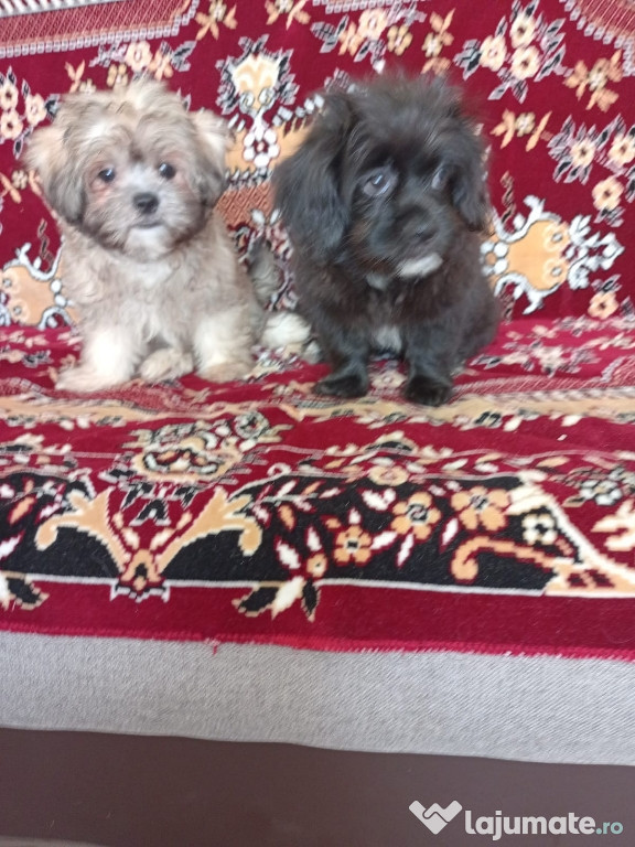 Vând Bichon Havanez