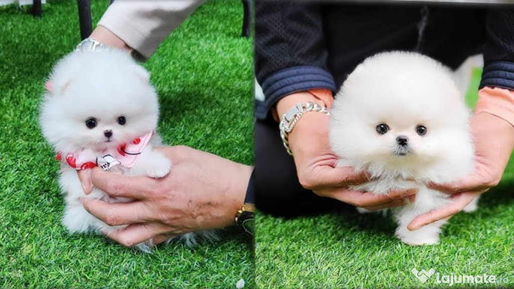 Pomeranian mini toy