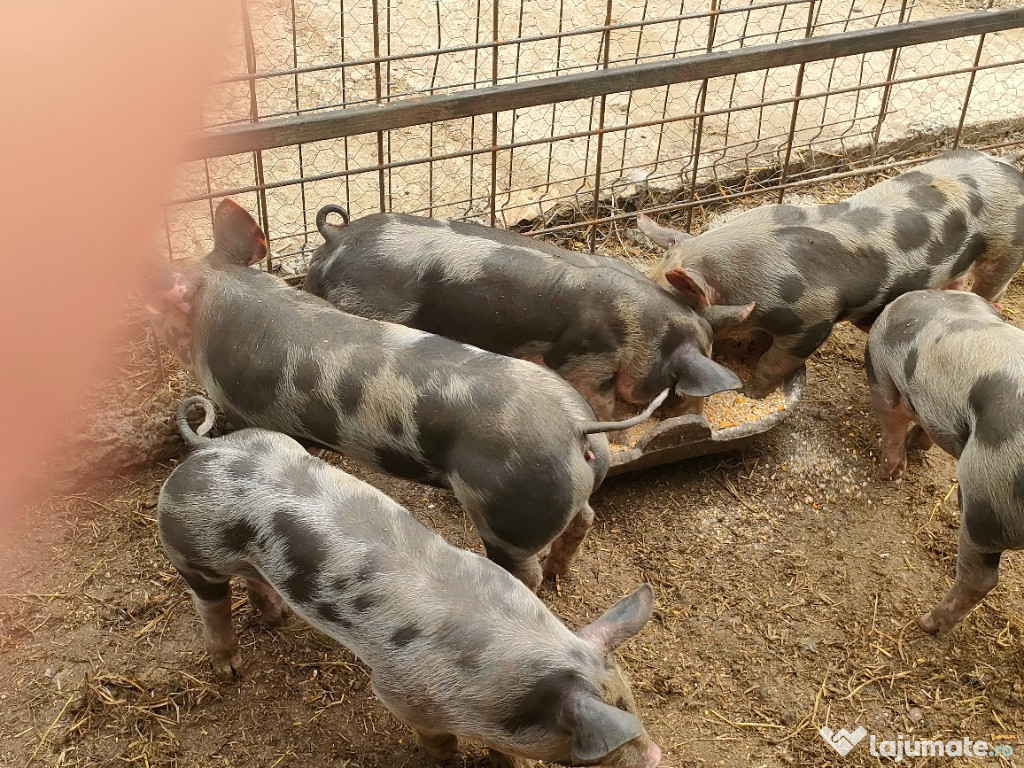 Purceii pietrain de vânzare
