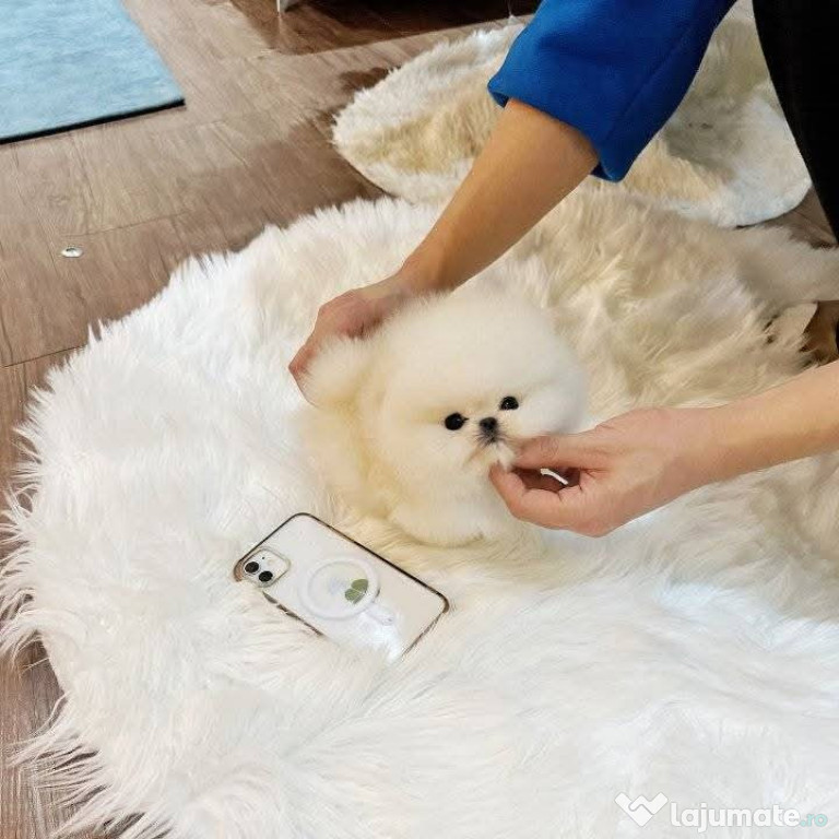 Pomeranian teacup boo