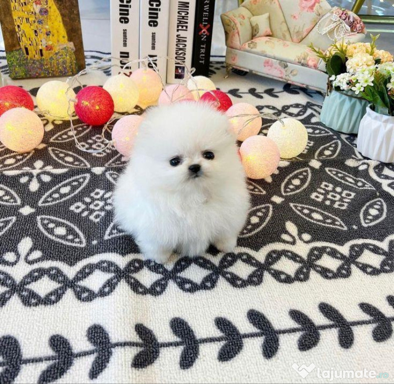 Pomeranian mini toy alb