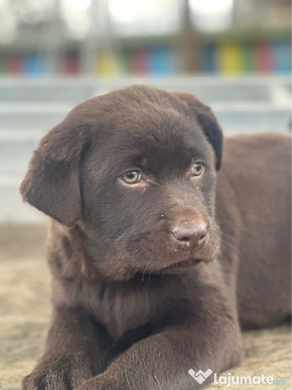 Cățeii de Labrador Ciocolatiu