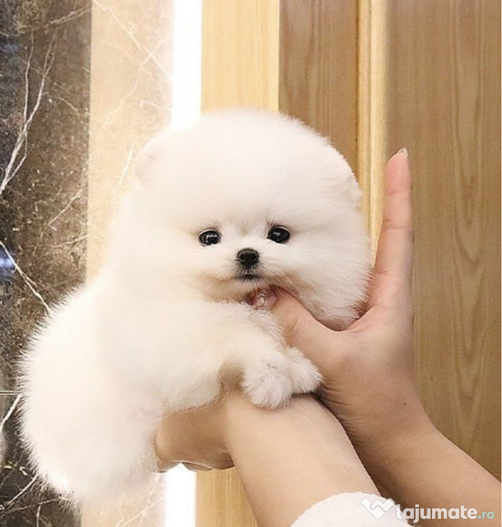 Pomeranian tip ursulet