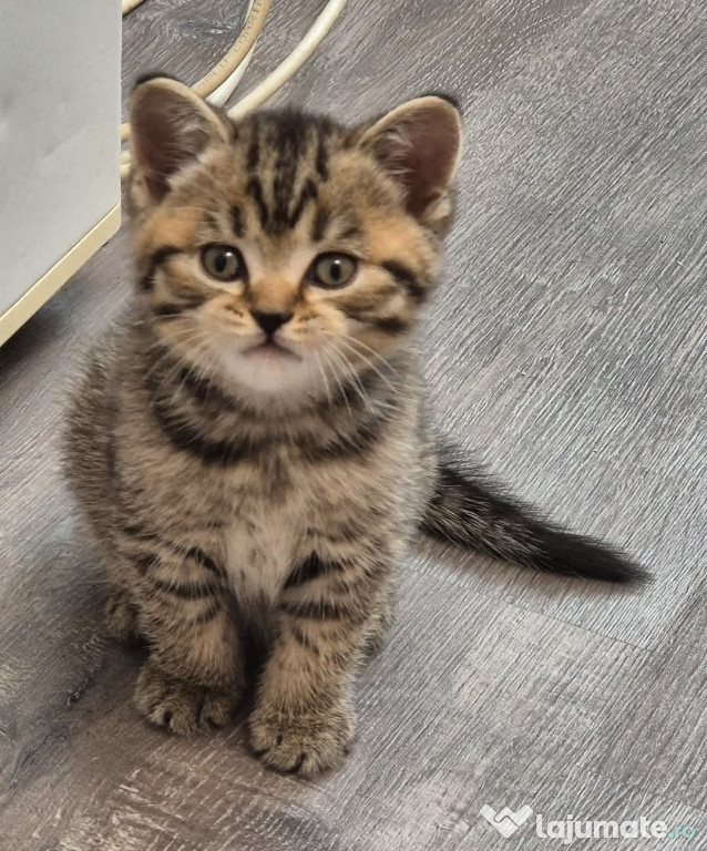 Vând puii british shorthair