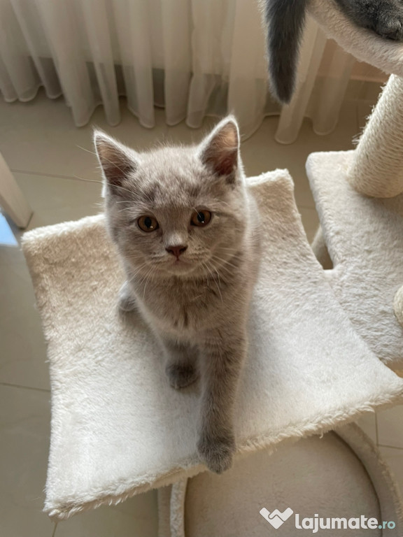 Motănel British Shorthair