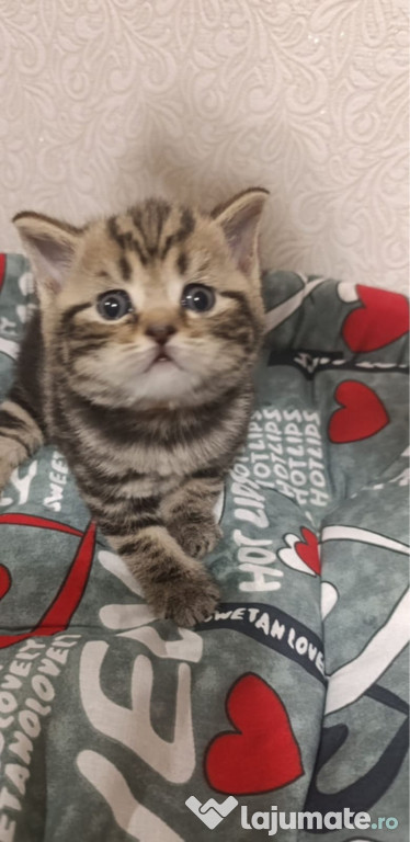 British shorthair