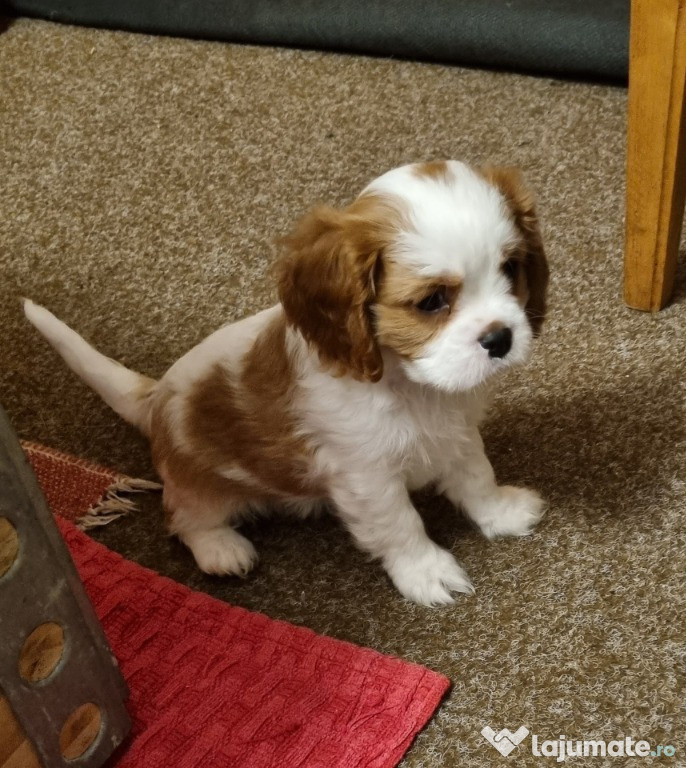 Pui Cavalier King Charles Spaniel Blenheim