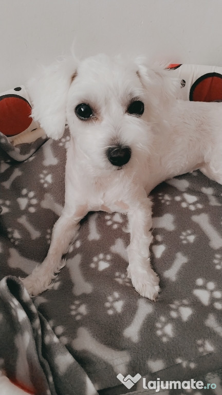 Vânzare Bichon,fată 11 luni