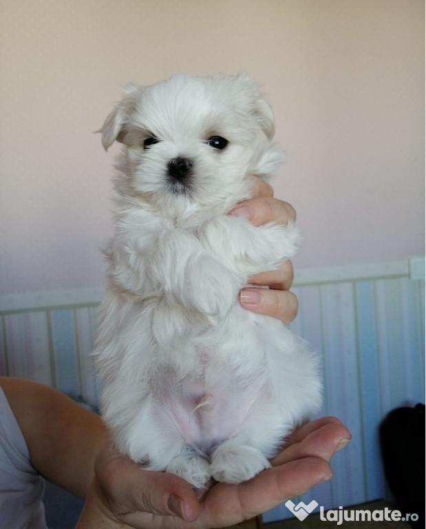 Vand Bichon Maltez