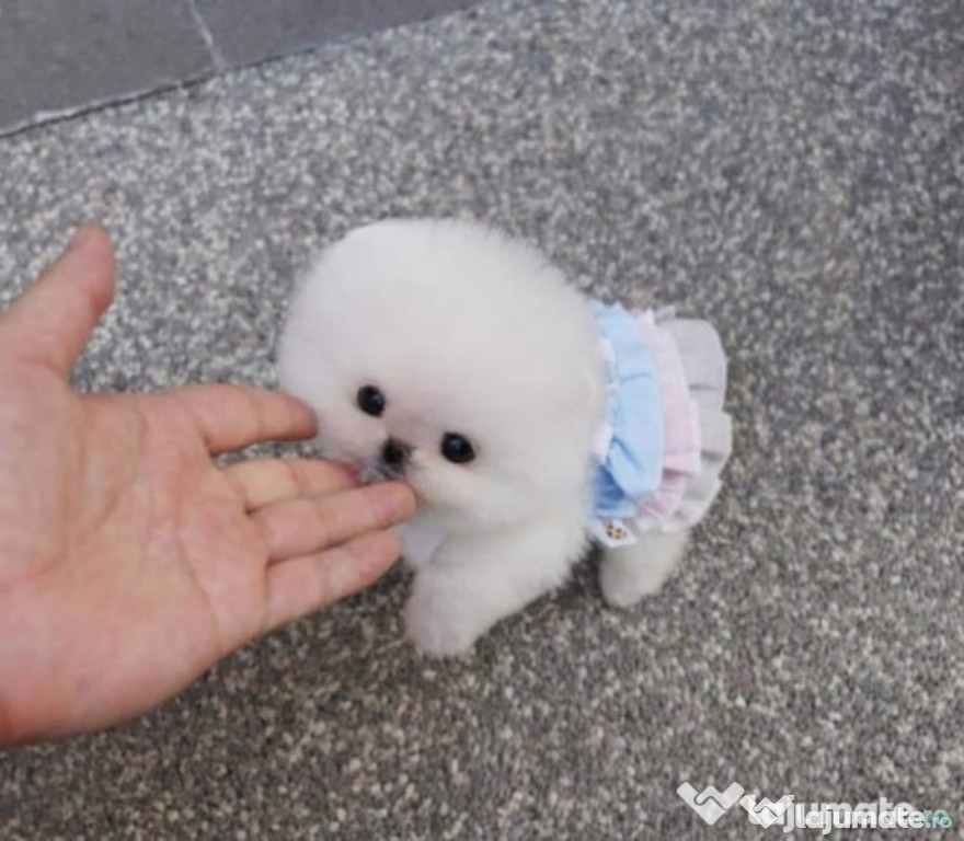 Pomeranian mini ursuleț teeacup de buzunar