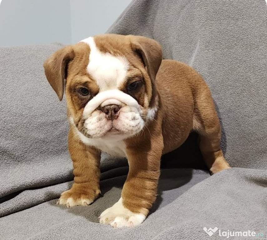 Pui de Bulldog Englez