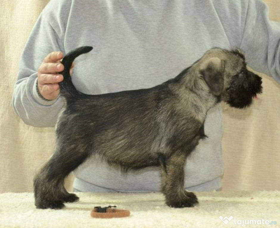 Căței schnauzer medii