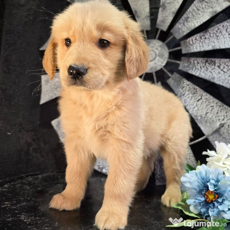 Căței superbi de Golden Retriever, masculi și femele, își caută o casă